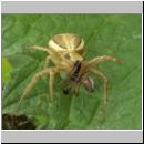 Xysticus ulmi - Krabbenspinne 02.jpg